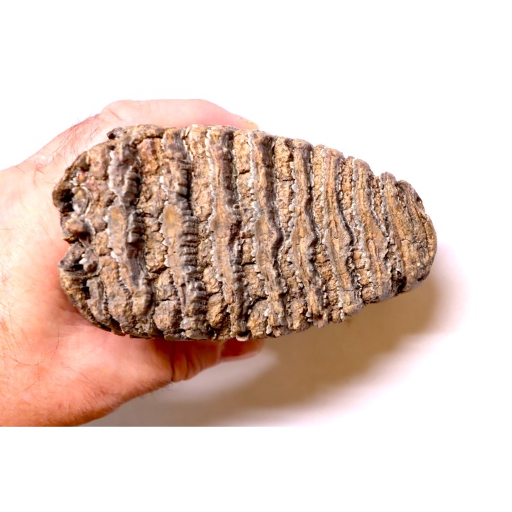 MAMMOTH TOOTH:  Mammuthus primigenius -  Pléistocène - North sea