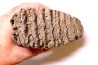 MAMMOTH TOOTH: Mammuthus primigenius - Pléistocène - North sea