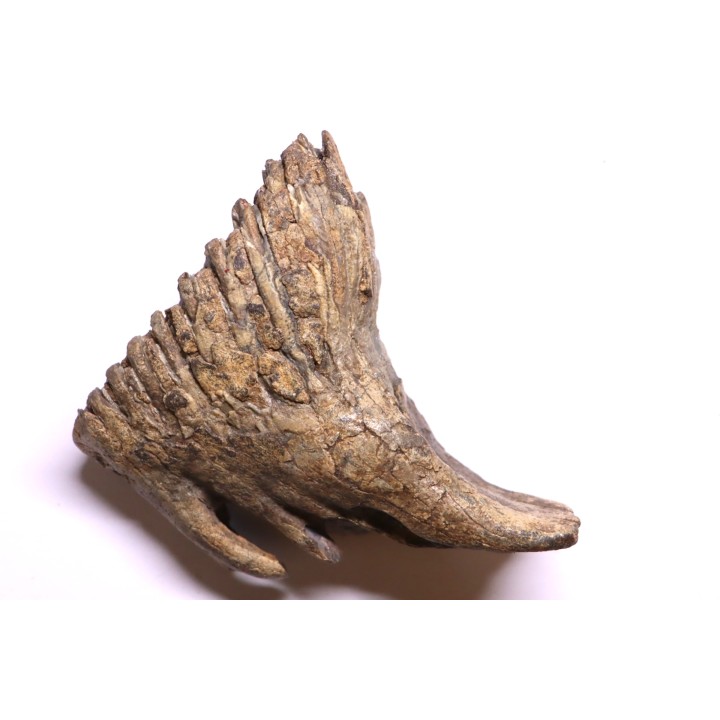 MAMMOTH TOOTH:  Mammuthus primigenius -  Pléistocène - North sea