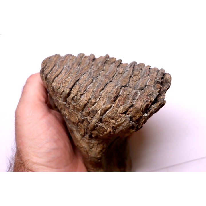 MAMMOTH TOOTH:  Mammuthus primigenius -  Pléistocène - North sea