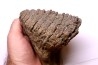 MAMMOTH TOOTH: Mammuthus primigenius - Pléistocène - North sea