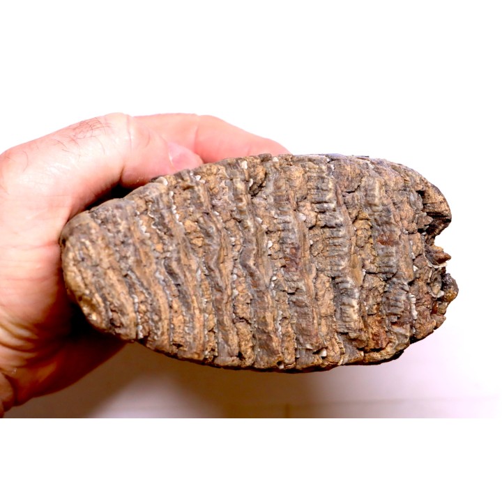 DENT DE MAMMOUTH:  Mammuthus primigenius - Pléistocène   Mer du Nord