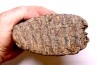 DENT DE MAMMOUTH:  Mammuthus primigenius - Pléistocène   Mer du Nord