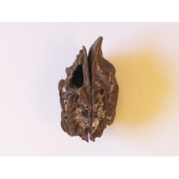 JUGLANS BERGOMENSIS (1)