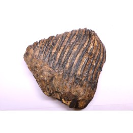 DENT DE MAMMOUTH:  Mammuthus primigenius - Pléistocène   Mer du Nord
