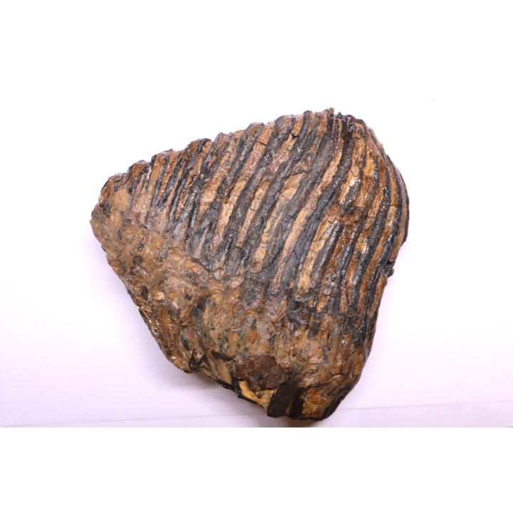 MAMMOTH TOOTH:  Mammuthus primigenius -  Pléistocène - North sea
