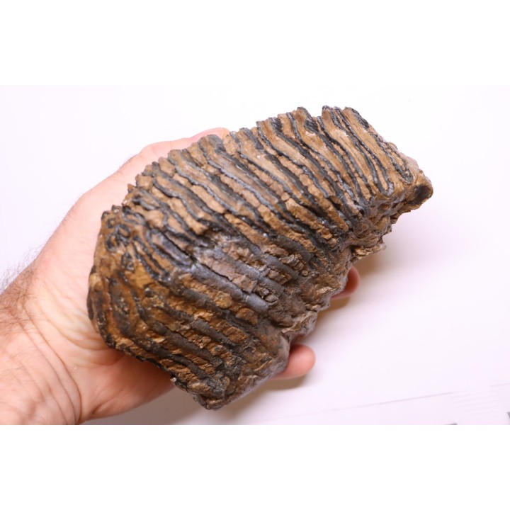 DENT DE MAMMOUTH:  Mammuthus primigenius - Pléistocène   Mer du Nord