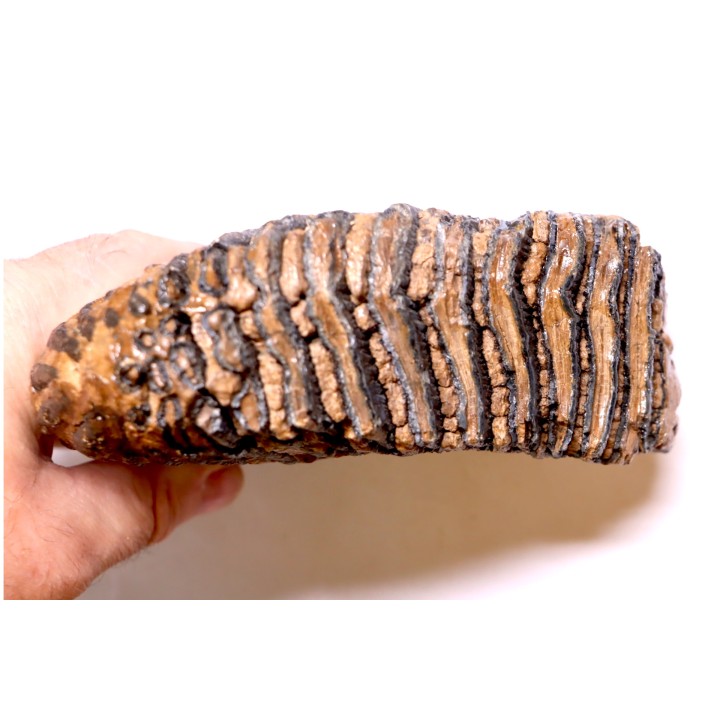MAMMOTH TOOTH:  Mammuthus primigenius -  Pléistocène - North sea