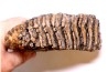 MAMMOTH TOOTH:  Mammuthus primigenius -  Pléistocène - North sea