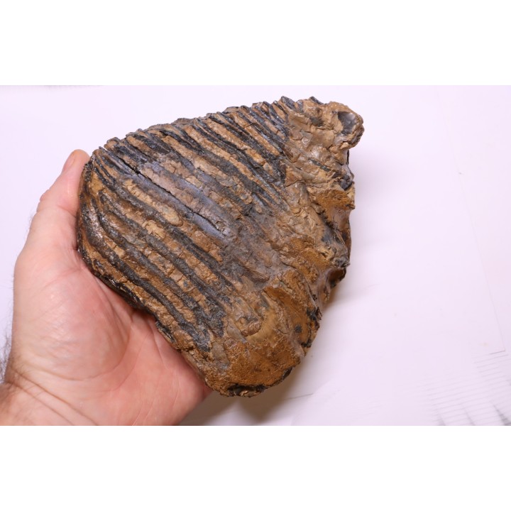 DENT DE MAMMOUTH:  Mammuthus primigenius - Pléistocène   Mer du Nord