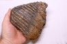 MAMMOTH TOOTH:  Mammuthus primigenius -  Pléistocène - North sea