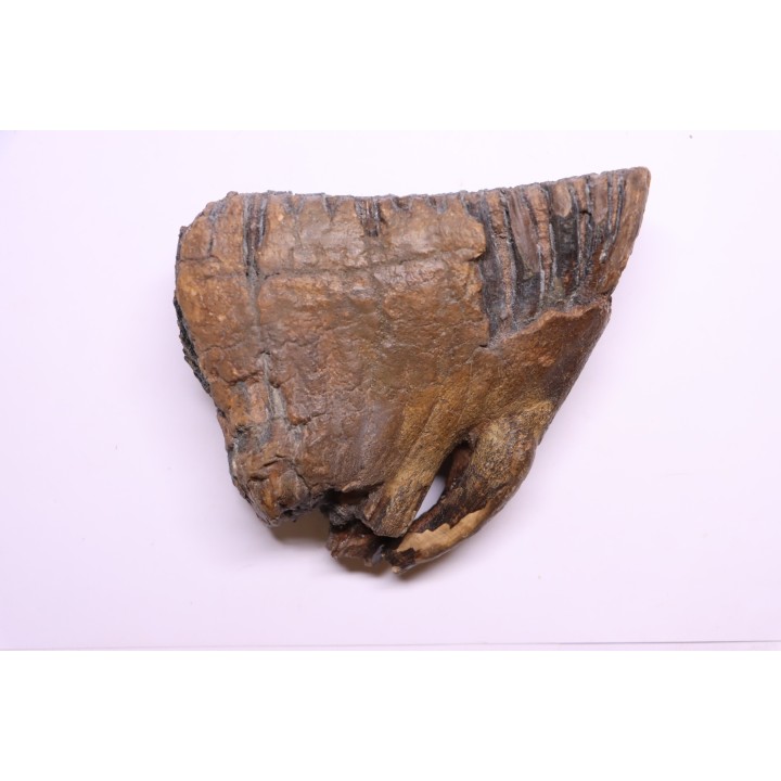 MAMMOTH TOOTH:  Mammuthus primigenius -  Pléistocène - North sea