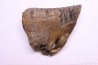 MAMMOTH TOOTH: Mammuthus primigenius - Pléistocène - North sea