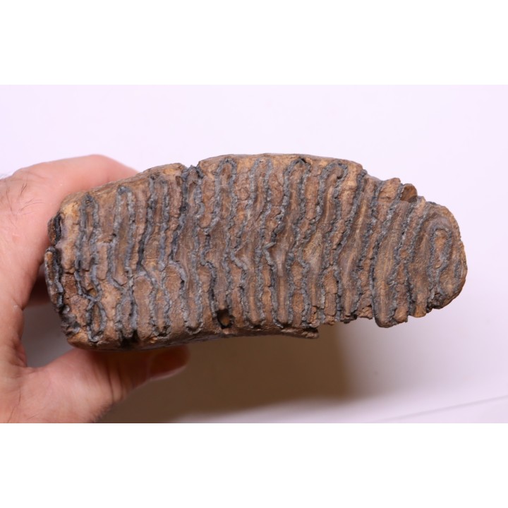 MAMMOTH TOOTH:  Mammuthus primigenius -  Pléistocène - North sea