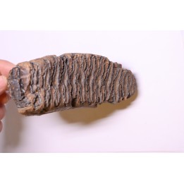 MAMMOTH TOOTH:  Mammuthus primigenius -  Pléistocène - North sea