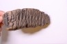 DENT DE MAMMOUTH:  Mammuthus primigenius - Pléistocène   Mer du Nord
