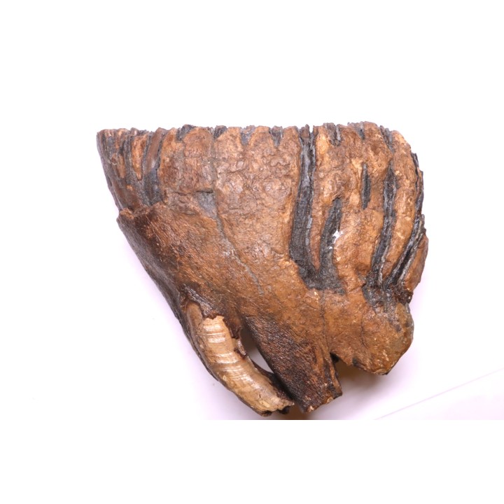 DENT DE MAMMOUTH:  Mammuthus primigenius - Pléistocène   Mer du Nord