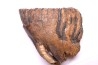 DENT DE MAMMOUTH:  Mammuthus primigenius - Pléistocène   Mer du Nord