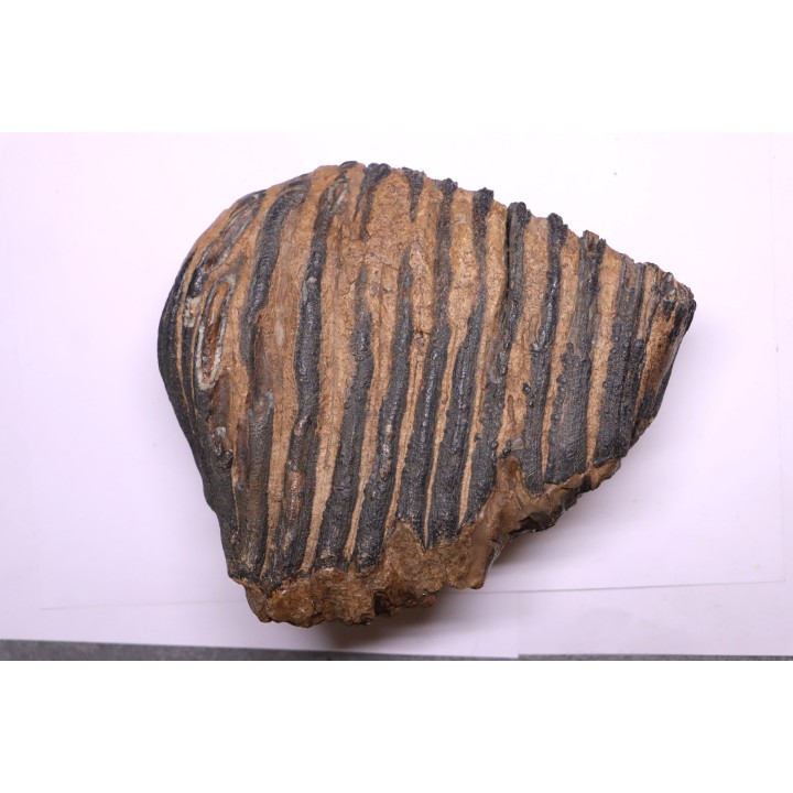 DENT DE MAMMOUTH:  Mammuthus primigenius - Pléistocène   Mer du Nord