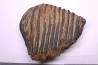 MAMMOTH TOOTH:  Mammuthus primigenius -  Pléistocène - North sea