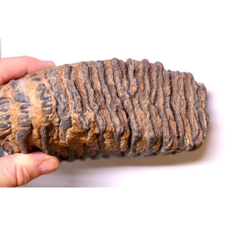 MAMMOTH TOOTH:  Mammuthus primigenius -  Pléistocène - North sea