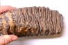 DENT DE MAMMOUTH:  Mammuthus primigenius - Pléistocène   Mer du Nord