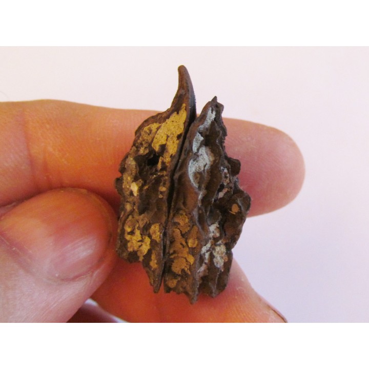 JUGLANS BERGOMENSIS (1)