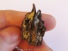 JUGLANS BERGOMENSIS (1)