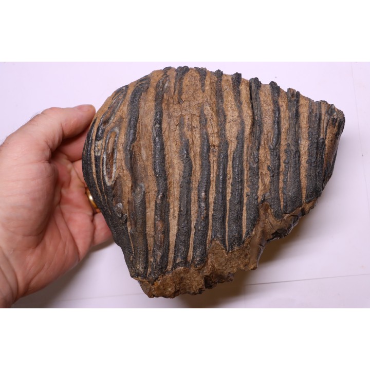MAMMOTH TOOTH:  Mammuthus primigenius -  Pléistocène - North sea