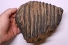 DENT DE MAMMOUTH:  Mammuthus primigenius - Pléistocène   Mer du Nord