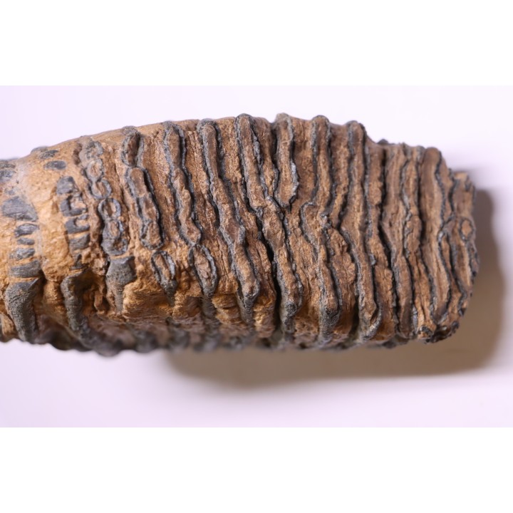 MAMMOTH TOOTH:  Mammuthus primigenius -  Pléistocène - North sea