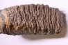 MAMMOTH TOOTH:  Mammuthus primigenius -  Pléistocène - North sea