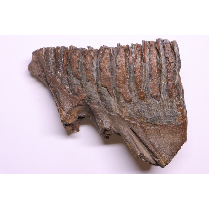 MAMMOTH TOOTH:  Mammuthus primigenius -  Pléistocène - North sea