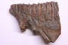 DENT DE MAMMOUTH: Mammuthus primigenius - Pléistocène Mer du Nord