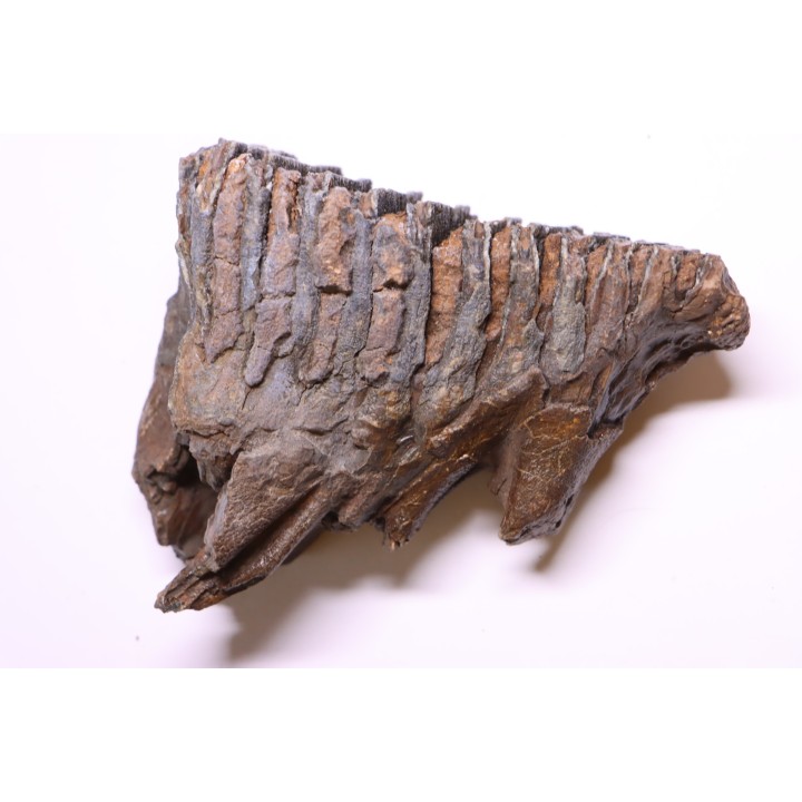 DENT DE MAMMOUTH:  Mammuthus primigenius - Pléistocène   Mer du Nord