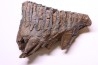 MAMMOTH TOOTH:  Mammuthus primigenius -  Pléistocène - North sea
