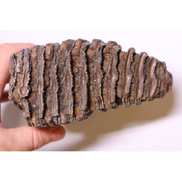 MAMMOTH TOOTH:  Mammuthus primigenius -  Pléistocène - North sea