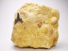 Shark tooth: Carcharias gracilis, Late Cretaceous,  Eben-Emael, Belgium