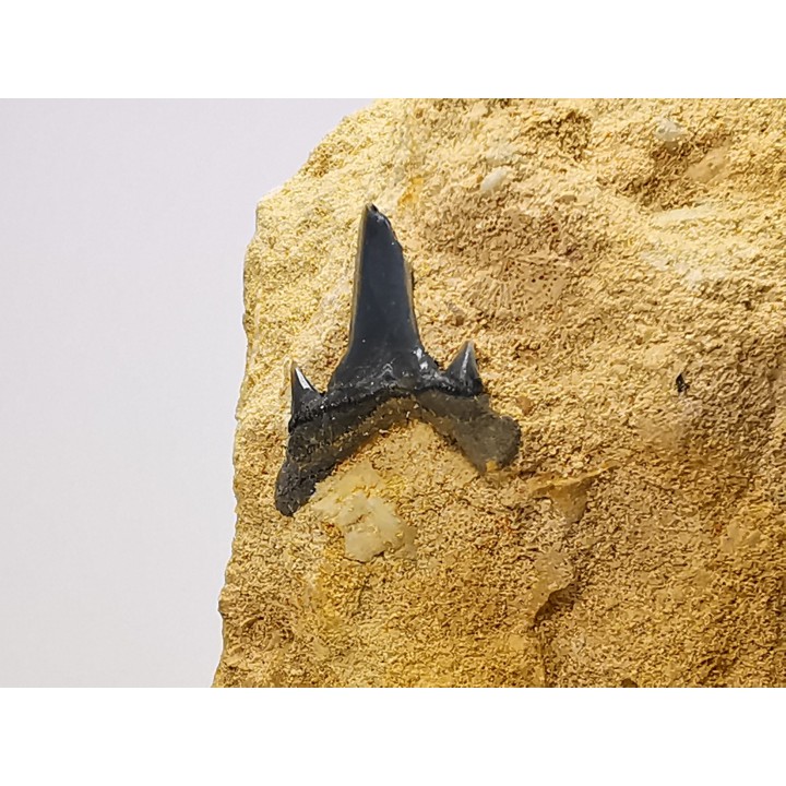 Dent de requin : Carcharias gracilis, Crétacé Supérieur,  Eben-Emael, Belgique