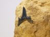 Shark tooth: Carcharias gracilis, Late Cretaceous,  Eben-Emael, Belgium