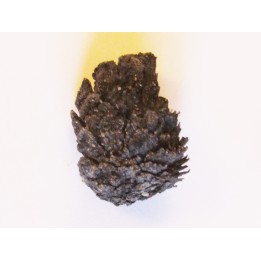 PINUS sp. (1)