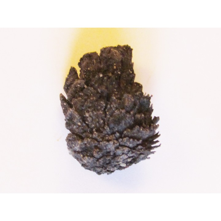 PINUS sp. (1)