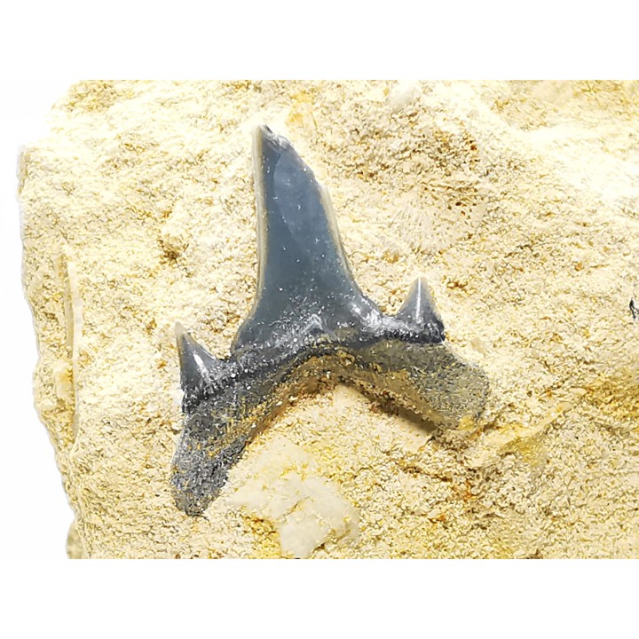 Shark tooth: Carcharias gracilis, Late Cretaceous,  Eben-Emael, Belgium