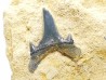 Dent de requin : Carcharias gracilis, Crétacé Supérieur, Eben-Emael, Belgique