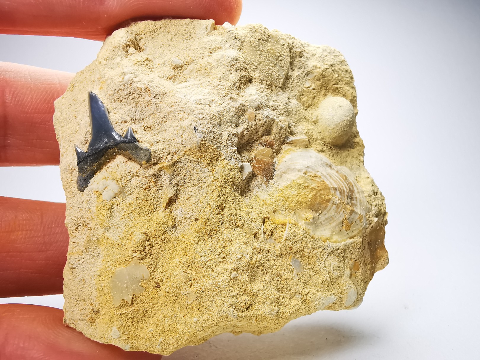 Dent de requin : Carcharias gracilis, Crétacé Supérieur, Eben-Emael, Belgique
