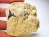 Shark tooth: Carcharias gracilis, Late Cretaceous,  Eben-Emael, Belgium