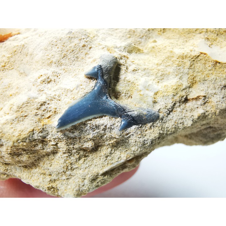 Dent de requin : Carcharias gracilis, Crétacé Supérieur,  Eben-Emael, Belgique