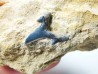 Dent de requin : Carcharias gracilis, Crétacé Supérieur, Eben-Emael, Belgique