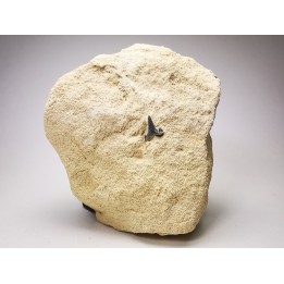 Dent de requin : Carcharias gracilis, Crétacé Supérieur,  Eben-Emael, Belgique