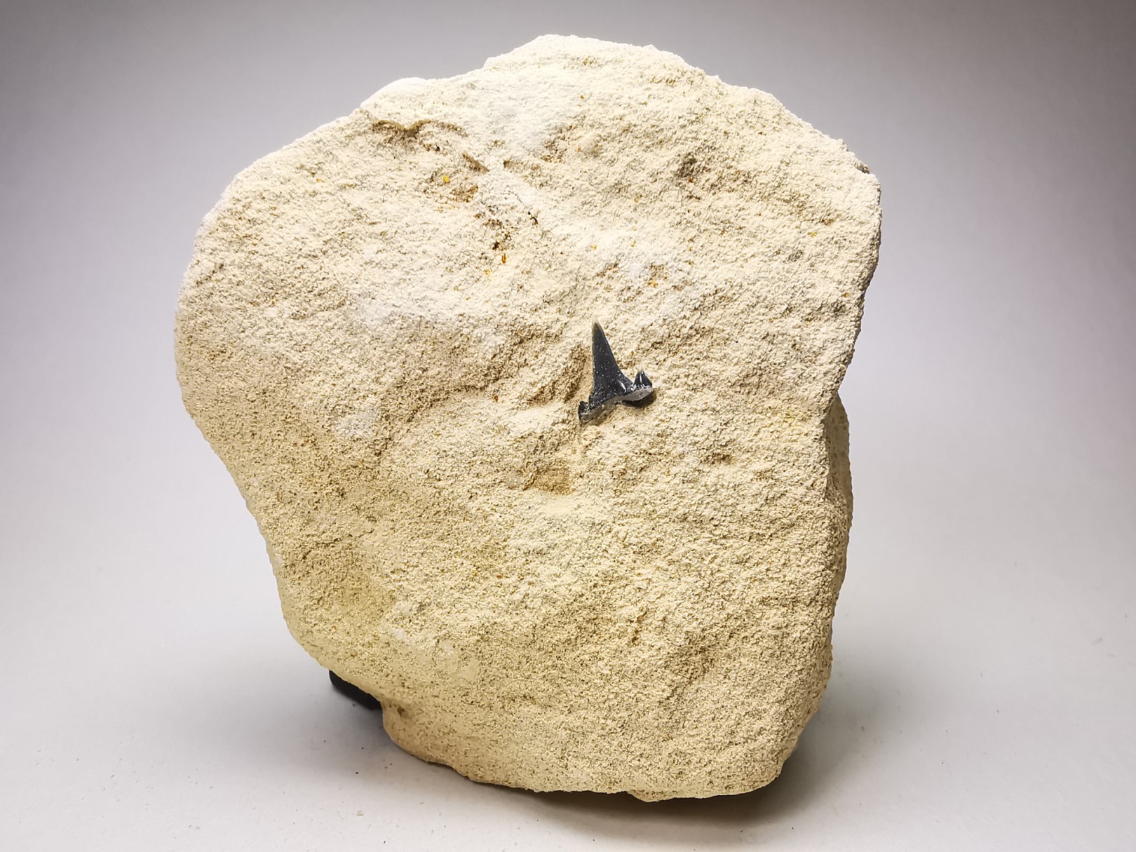 Dent de requin : Carcharias gracilis, Crétacé Supérieur, Eben-Emael, Belgique
